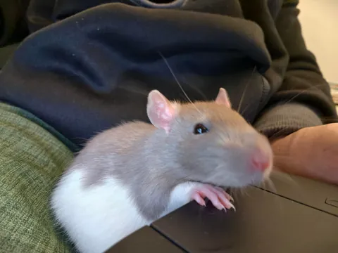 We are doing Ratatouille but with video-games