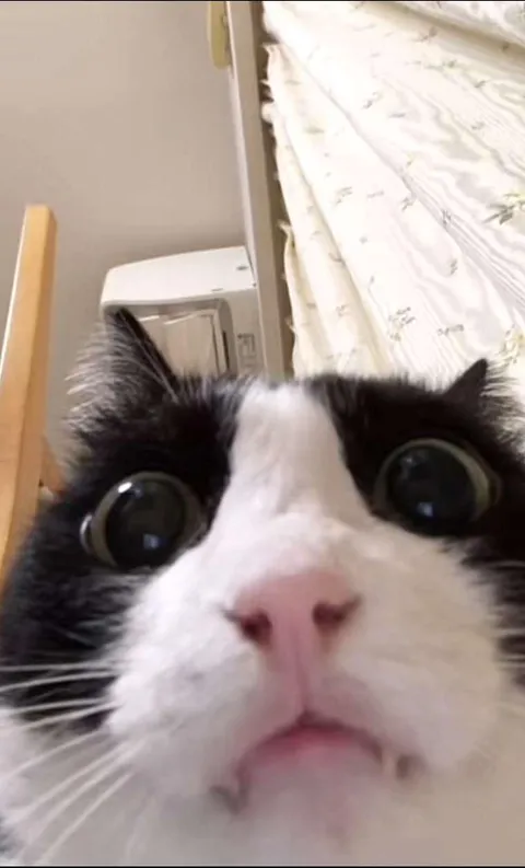 A picture that my cat accidentally took of himself