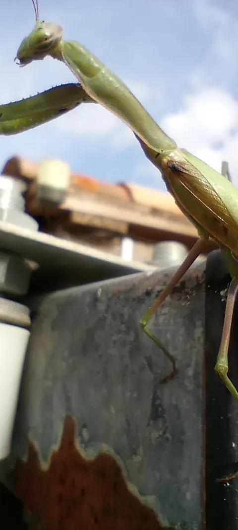 It's a bit off topic, but I'm really proud of who I encountered in the garden today :