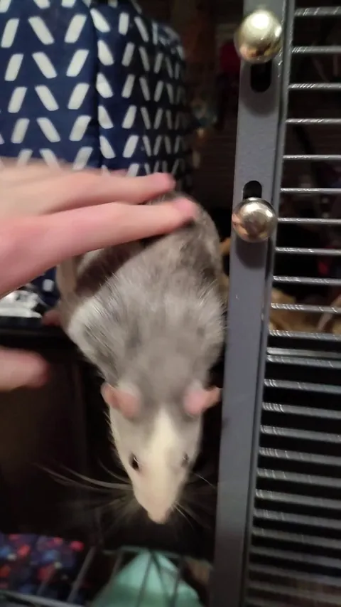 Pigeon has decided he enjoys being slam dunked like a basketball