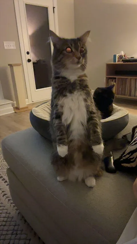 is she a tabby or calico?
