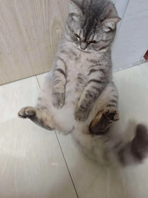 Told him he’d already had enough treats. Now he’s like this.