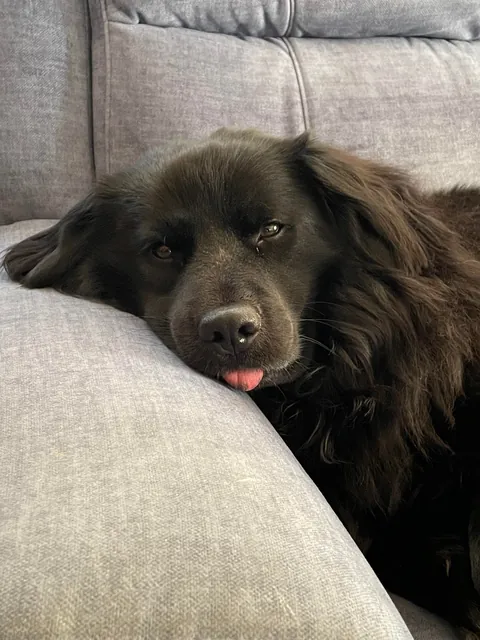 My goofy boy had his tongue out and I did mini photoshoot.