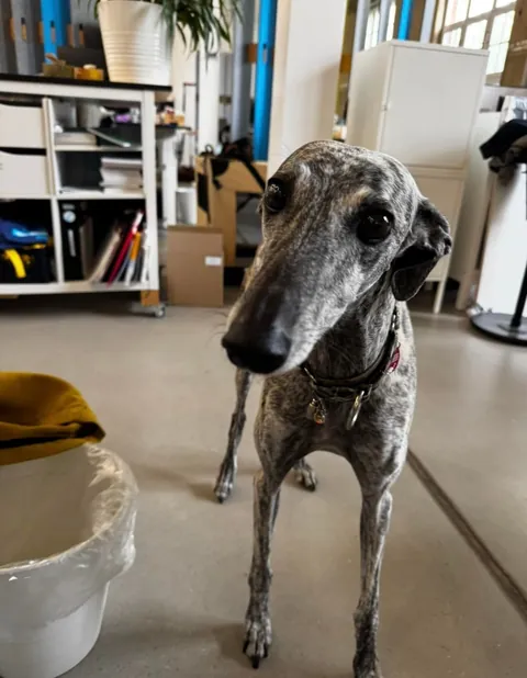 My office has an open dog policy