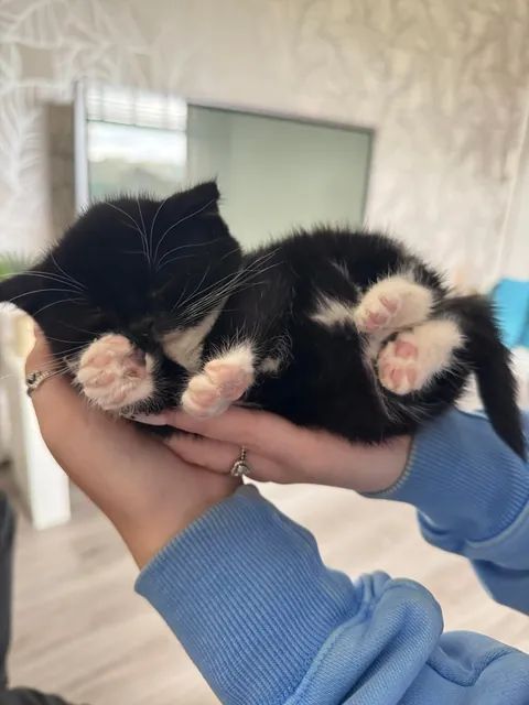 my tiny round girl!!!! cleo 🥰