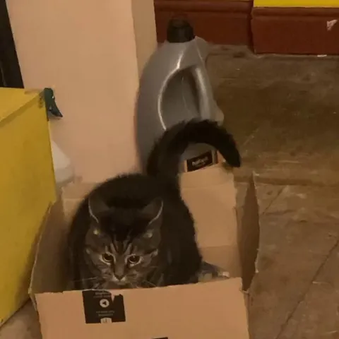 I’ve been advised that you guys might appreciate my cat Puddin….