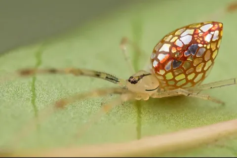 🔥 An Australian spider that looks like it’s made of stained-glass.