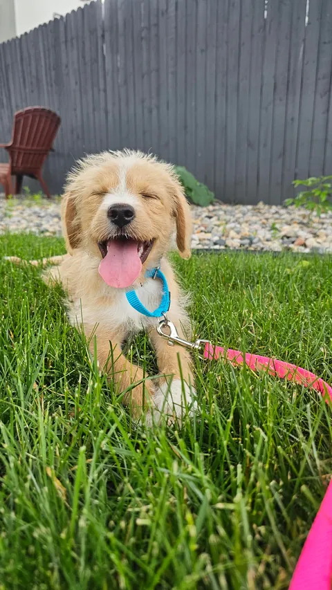 Our Skye puppers🥰