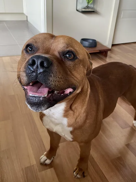 This is Jack, he is insane, but I wouldn’t have it any other way