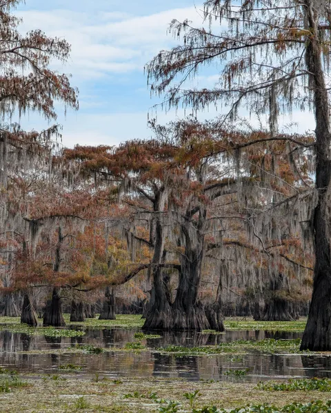 Caddo Lake, Texas [2992x3738] [OC]