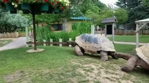 🔥 Two giant tortoises