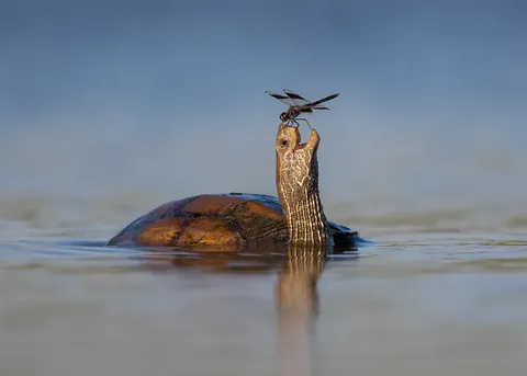 PsBattle: Happy Turtle