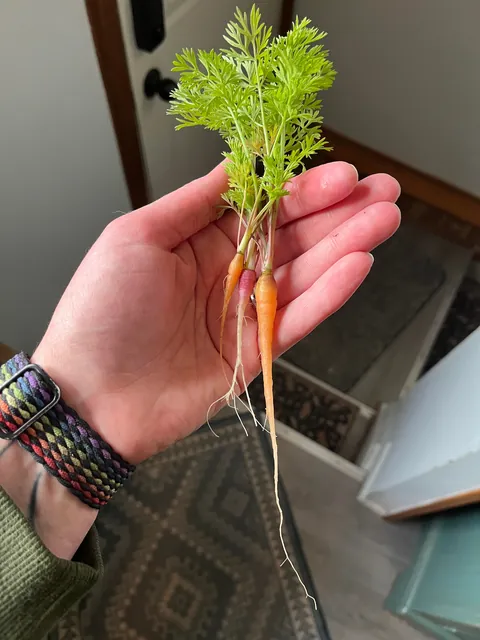 I just saw a massive carrot post…here’s my response