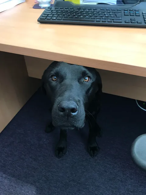 My boss brought her Labrador into the office today. He came and said hello.