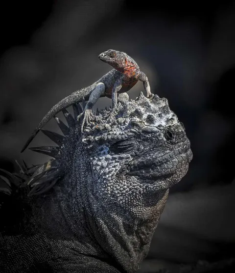 🔥 Lizard on top of Marine Iguana (Amblyrhynchus cristatus) - Galapagos Islands