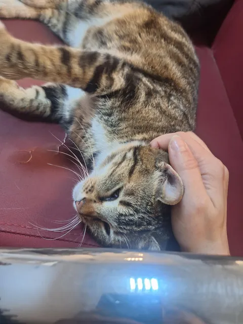 no degree no license still more confident than half the doctors