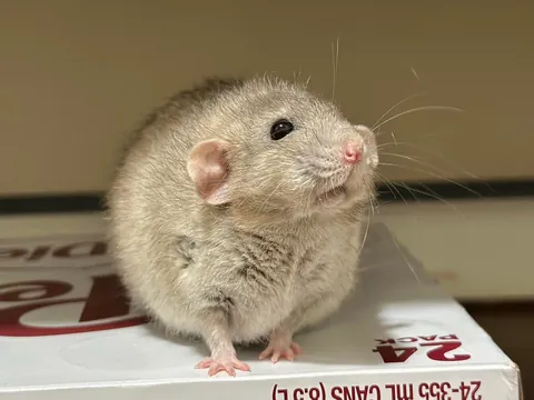 President Link would’ve been 3 today 💔