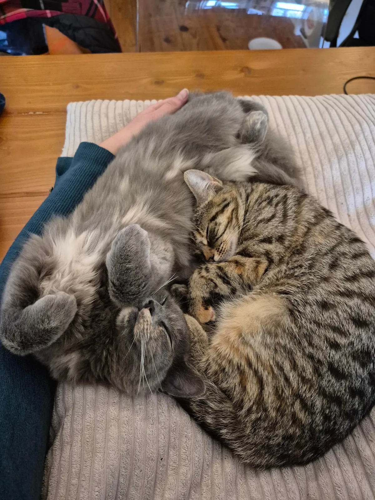 They've always been purrfect napping buddies