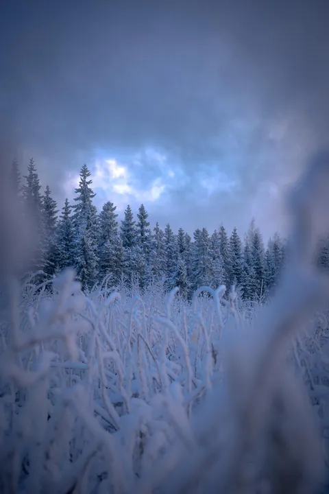-25°C Blue Hour in remote Central Finland [1479x2188] [OC]