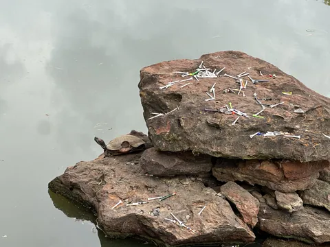 This turtle looks like   it took a golf ball to its shell.