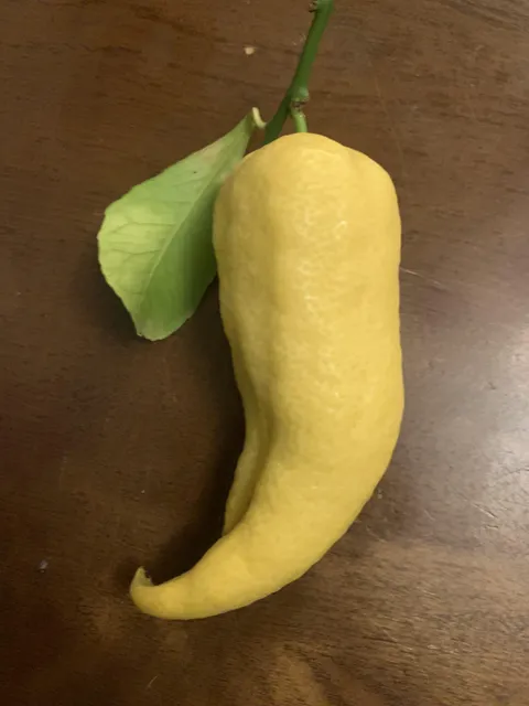 I found a lemon on my tree shaped like a Jalapeño