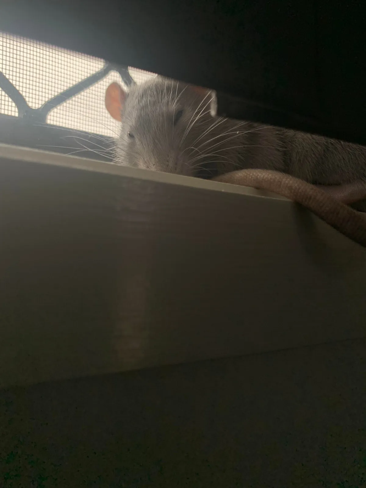 I think I got tricked into owning a cat.