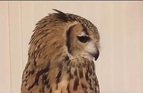 🔥 Have you ever heard an owl sneeze?