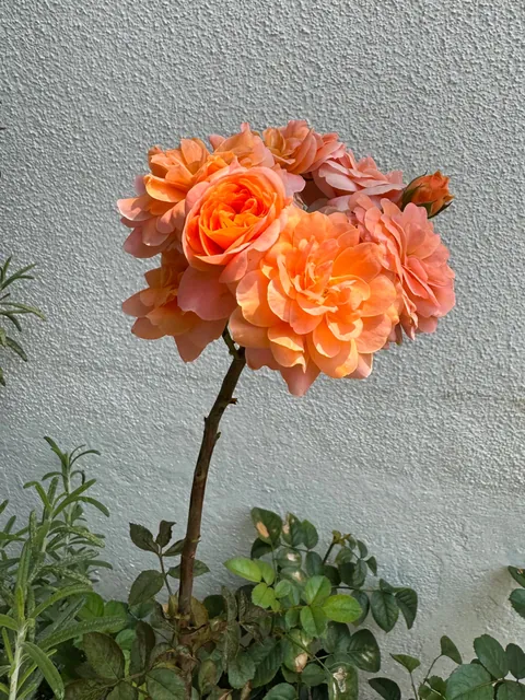 My roses are blooming like a bouquet and I’m in awe 😍😍😍 and they smell sooo amazing too!