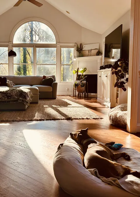 My lazy living room (and pup) in the morning