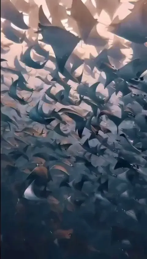 The calm movement of a Stingray migration