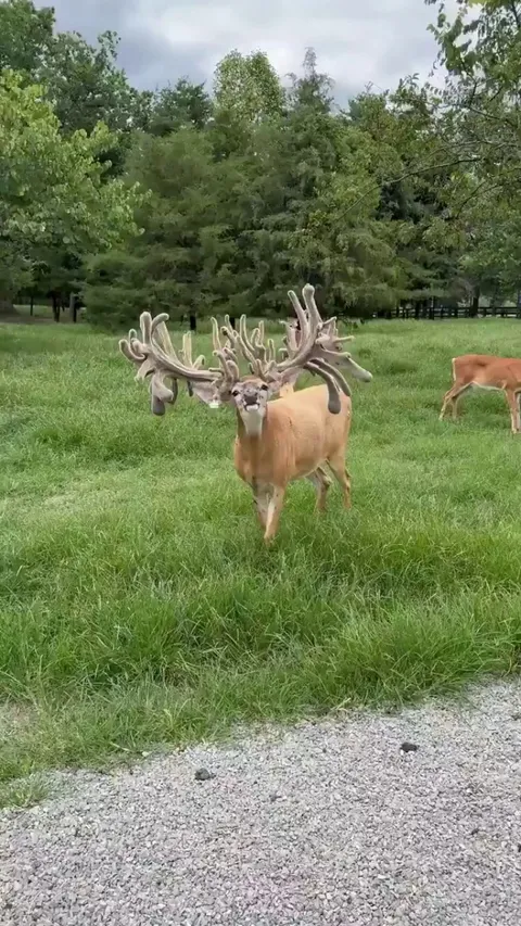 Massive Antler Overgrowth: The Rare Condition of the Cactus Buck