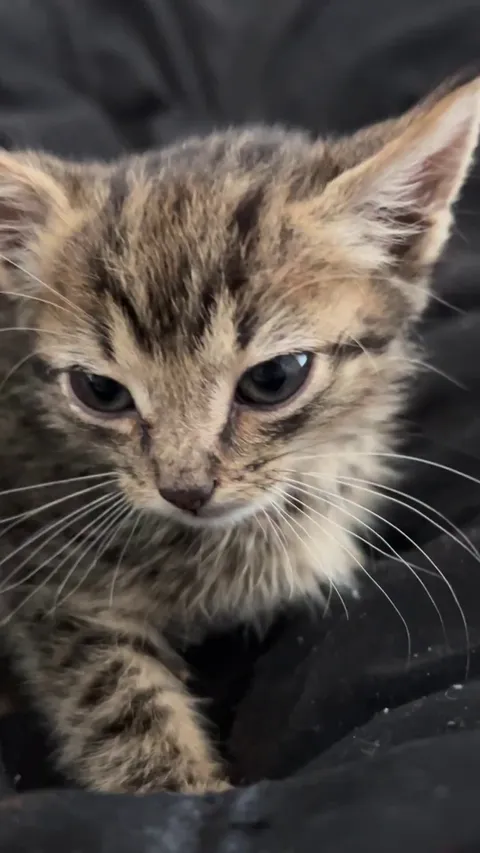 Cat version of this emoji 😐