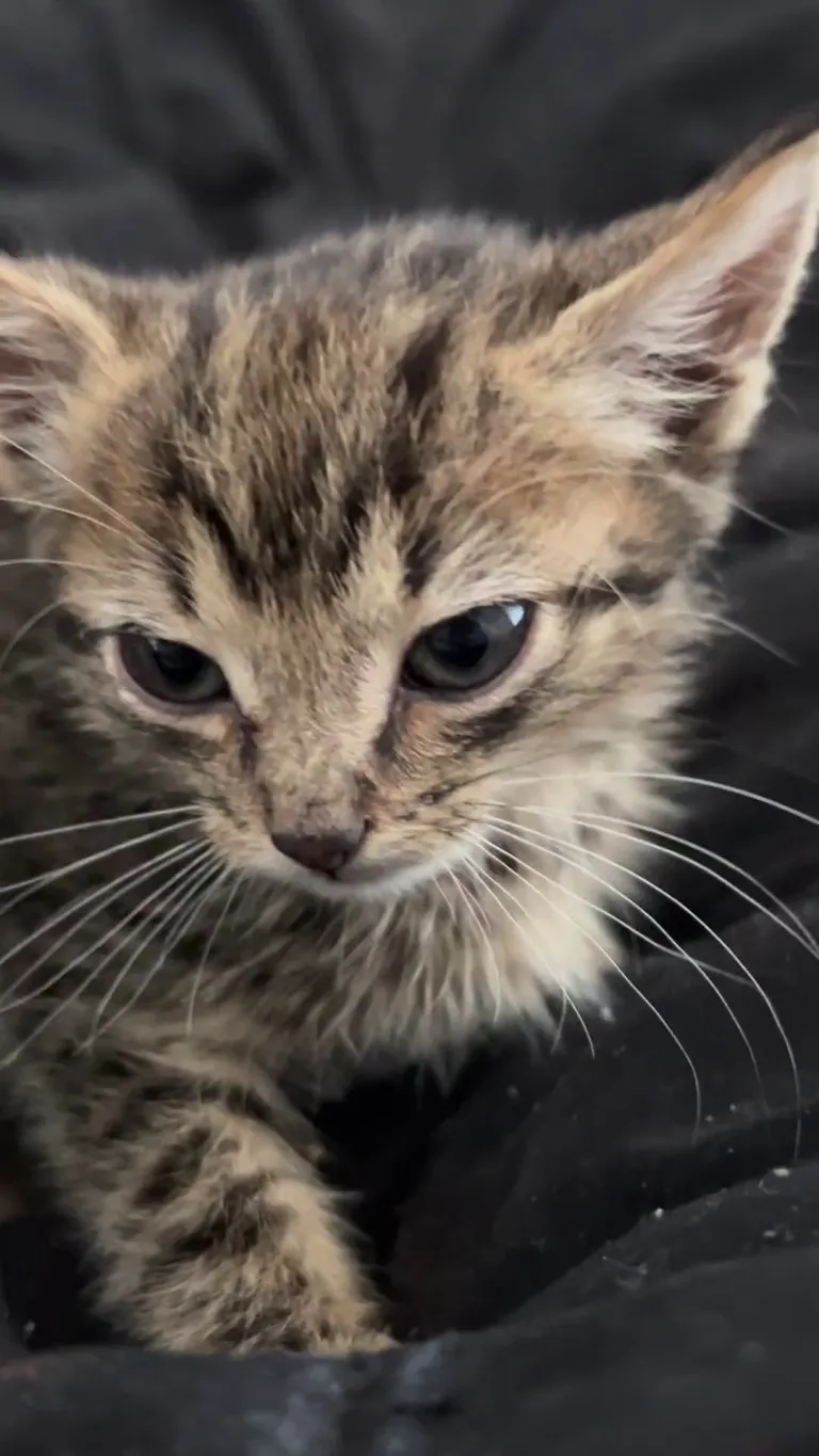 Cat version of this emoji 😐