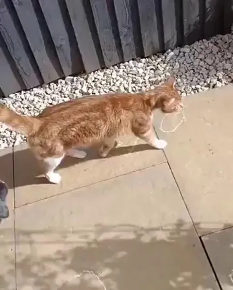 Younger siblings be like..