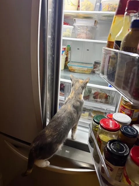 first time cat owner, adopted bonded sisters- so glad I did !