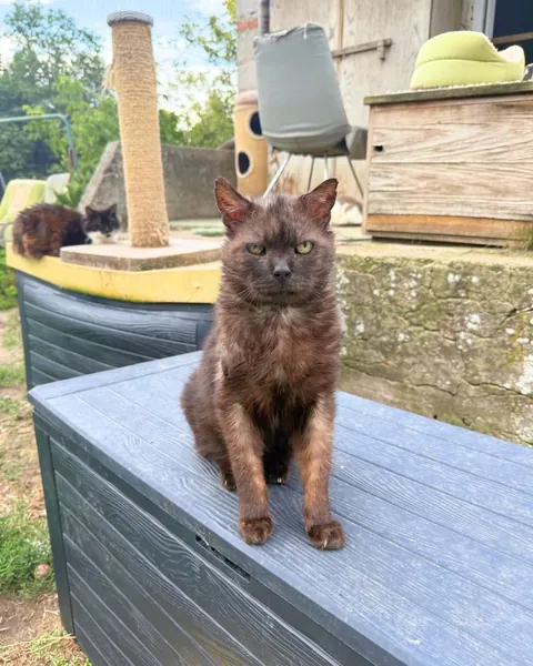 Yolanda is always so happy when I visit her at the cat hospice. Other hospice cats are included
