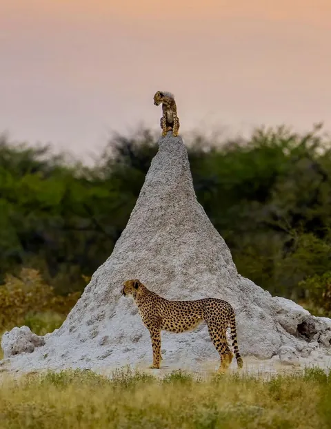 🔥 A Cheetah Cub Perched on a Termite Mound