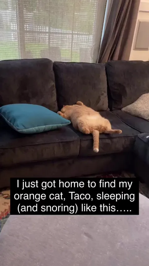 Volume up to hear the snores