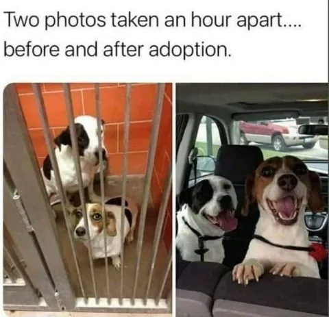 Happy Dogs Smiling After Being Adopted