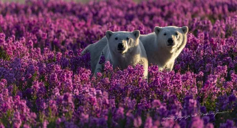 🔥family of Polar Bears among the fireweed