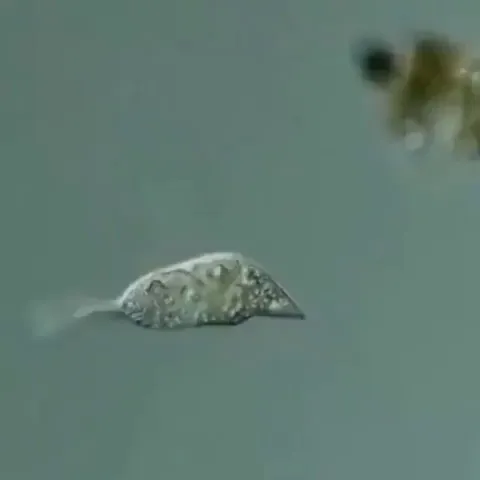 A single celled organism eats a fellow single celled organism