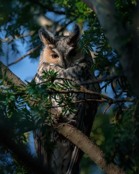 ITAP of an Owl