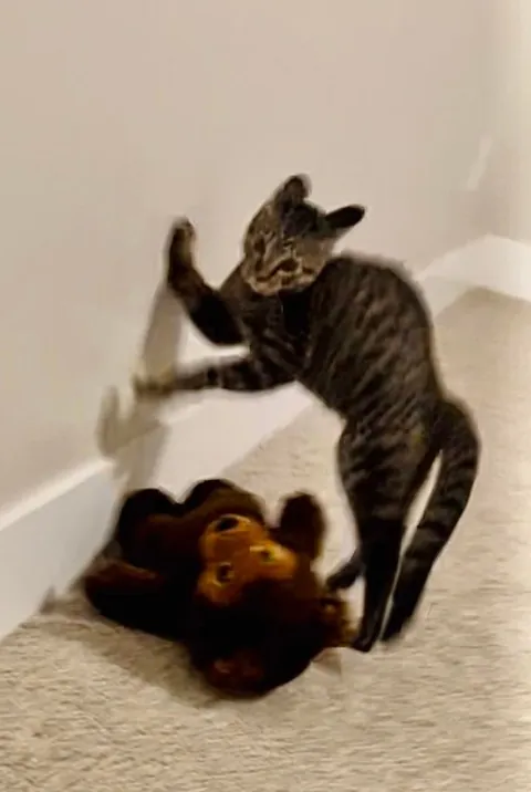 Some of my favorite kitten photos of Mater