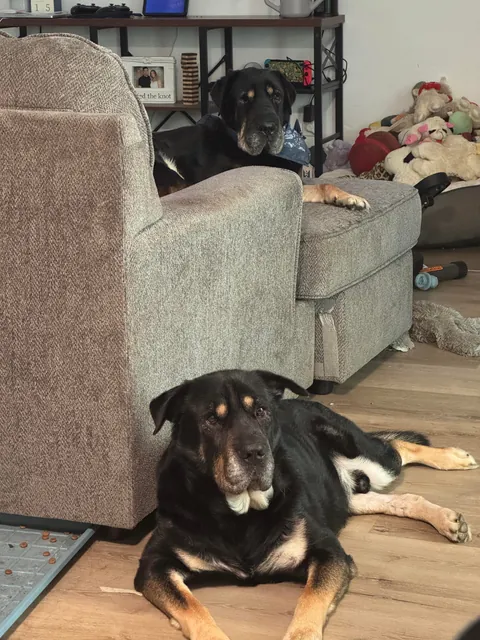 Came across a dog who was in the shelter, turns out it's my dog’s sister! Now they are inseparable! (Swipe!)(OC)