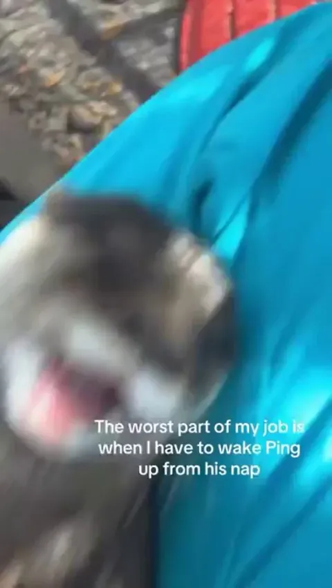 Waking up this sleepy otter is the hardest part of the job