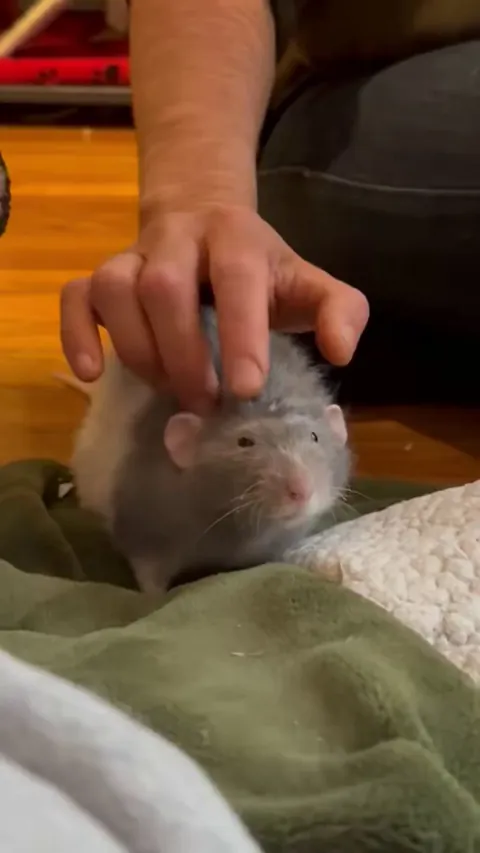 head rubs and tail wags