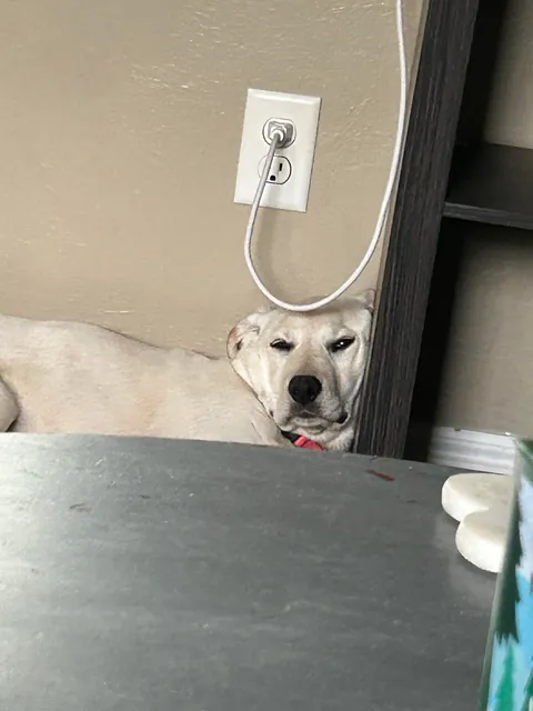 She was a free dog and she acts like it too