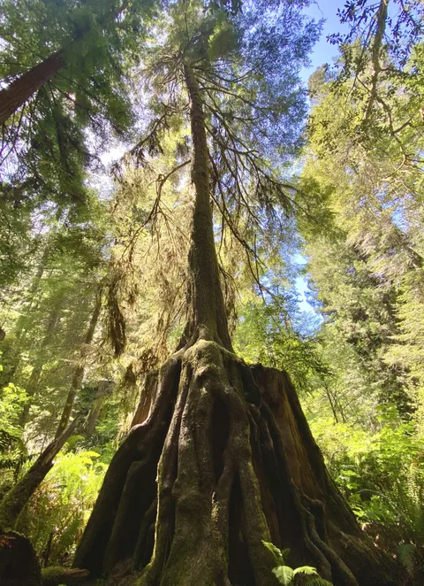 🔥Death and rebirth