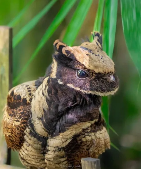 Meet The Bird That Looks Like A Dragon - The Great Eared Nightjar.