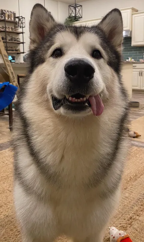 Certified good boy, with a tongue that just can’t be contained!